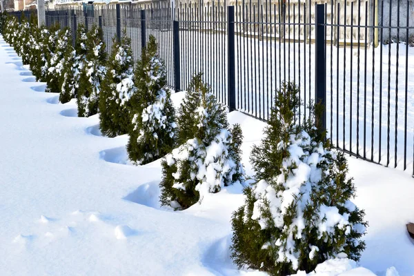 Zimą. Nisko zielone drzewa thuja pokryte śniegiem. — Zdjęcie stockowe