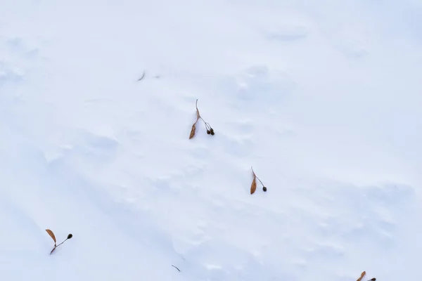 冬天。林登树的种子躺在雪地里. — 图库照片
