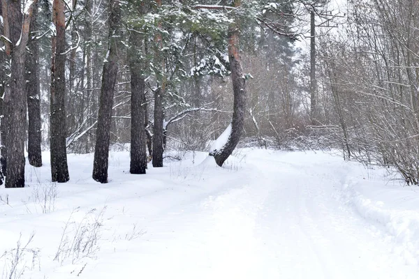 Zimą. Leśna i leśna ścieżka pokryta białym śniegiem. — Zdjęcie stockowe