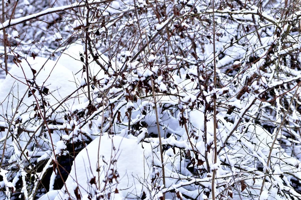 Inverno. Um arbusto crescendo na floresta coberta de neve. — Fotografia de Stock