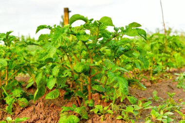 Bahçede filizlenen yeşil patates kabukları..