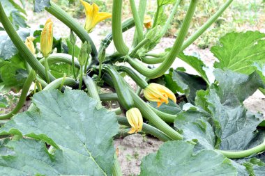 Kabak tarlası. Kabak bahçede olgunlaşıyor..