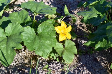Sarı çiçekler ve ilk yumurtalıklar kabak tarlasının geniş yapraklarından görülebilir..