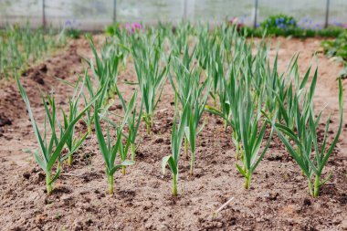 Sebze bahçesindeki yatakta sarımsak yetiştiriyor.