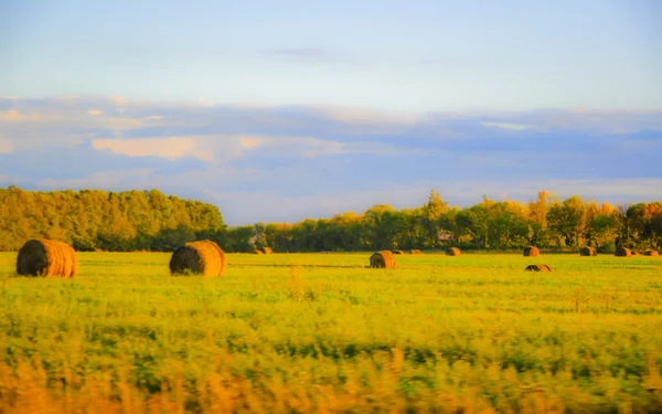 Hay on summer field — Stock Photo, Image