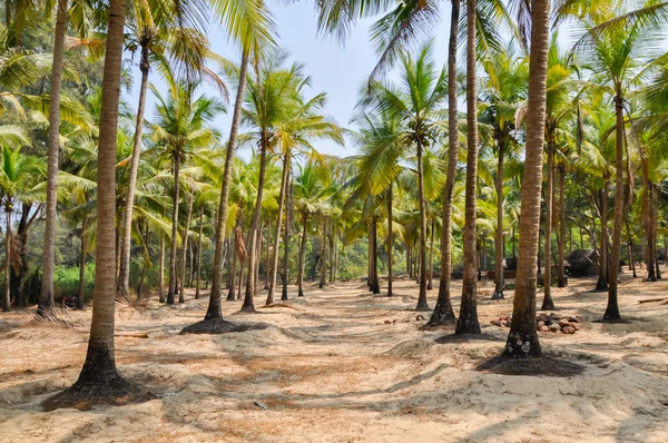 Palmas em Índia, Maharashtra Imagens Royalty-Free