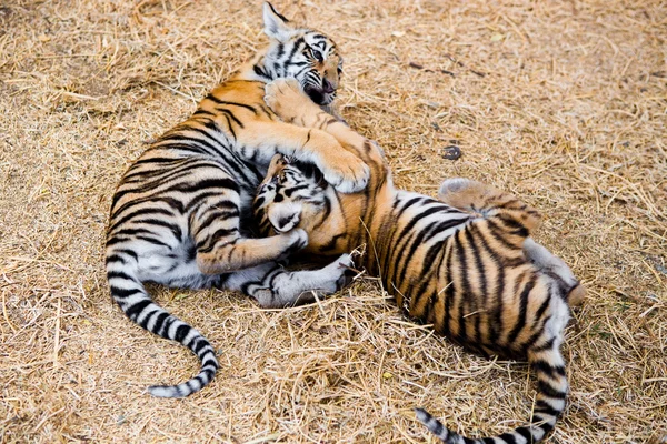 Wilde kat tijger in de dierentuin — Stockfoto