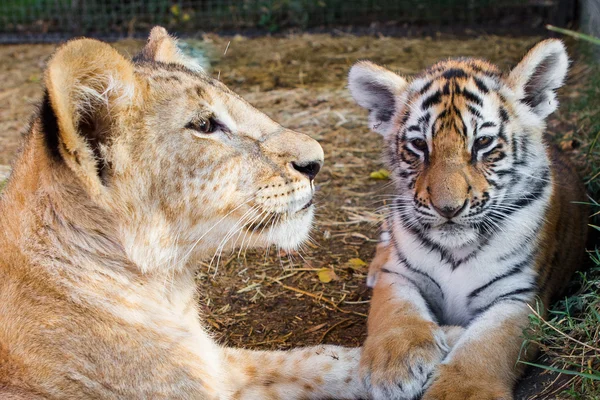 Wilde kat tijger in de dierentuin — Stockfoto