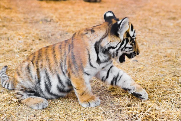 Gato selvagem no zoológico — Fotografia de Stock