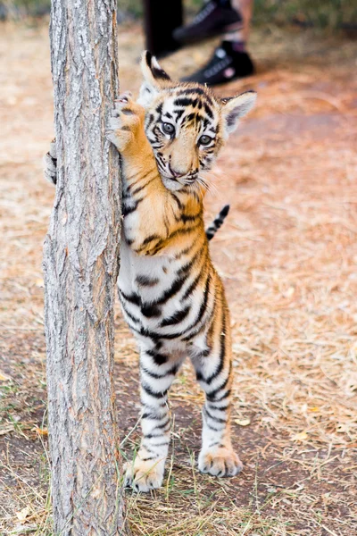 Wild cat in the zoo — Stock Photo, Image