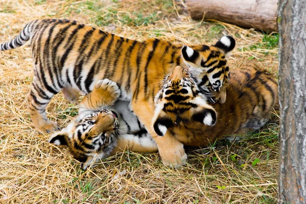 Wild cat in zoo — Stock Photo, Image