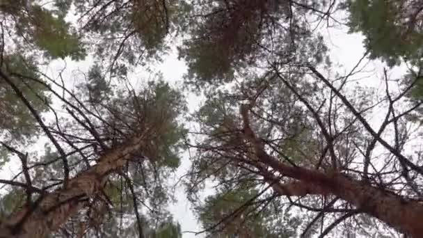 Duizeligheid Vermoeidheid Desoriëntatie Draaiende Kronen Van Bomen Het Bos — Stockvideo