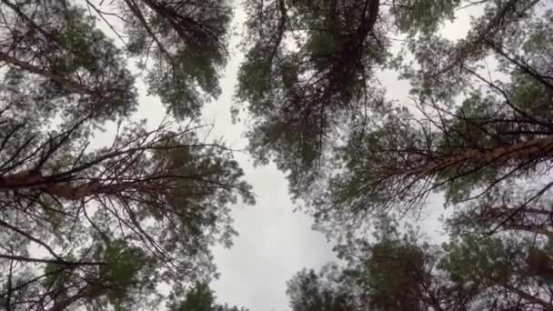 Závratě Únava Dezorientace Kroužící Koruny Stromů Lese — Stock video