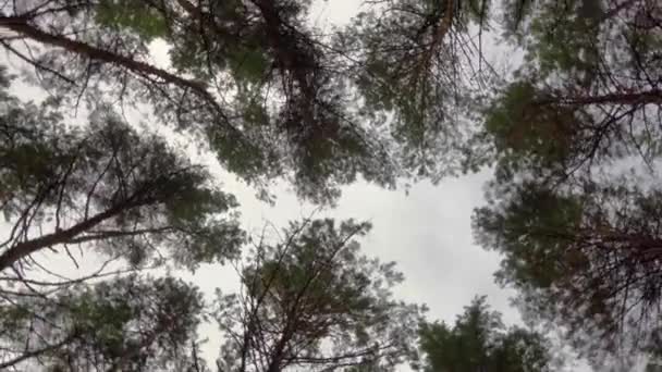 Tonturas Fadiga Desorientação Girando Coroas Árvores Floresta — Vídeo de Stock