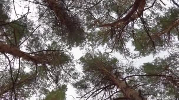 Zawroty Głowy Zmęczenie Dezorientacja Wirujące Korony Drzew Lesie — Wideo stockowe