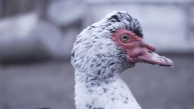 Erkek ördek yakın plan. Bir Hint ördeği Drake bir çiftlikte yürüyor.