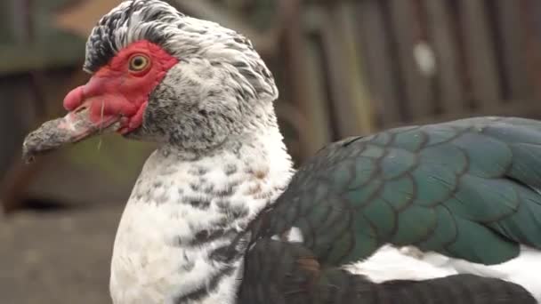 Male Duck Close Indo Duck Drake Walking Farm — Stock Video