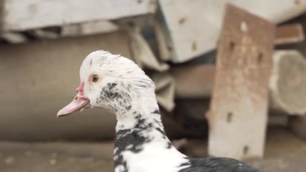 Female Duck Close Indoda Farm — Stock Video