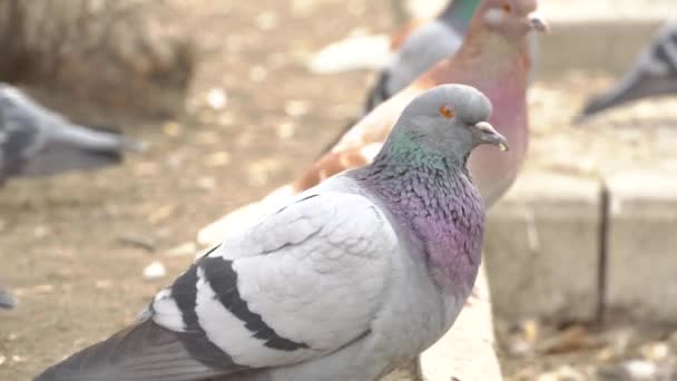 Bir Güvercin Güvercin Kameraya Yakından Bakıyor Sokakta Bir Kuş Sürüsü — Stok video