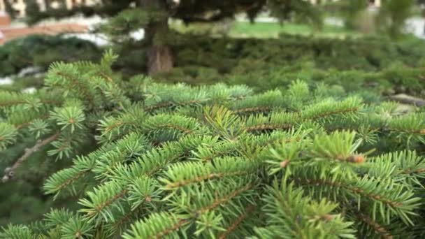 Bir Kozalaklı Ağacın Dalına Yakın Plan Noel Ağacı Ladin Çam — Stok video