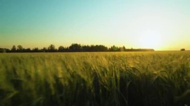 Akşam vakti ya da sabah erken saatlerde, tahıl ekinlerinin kulaklarını sallama sesi. Sakin olmak, düşünmek ve huzur sabahın erken saatlerinde güneş ışınlarıyla yürürken..