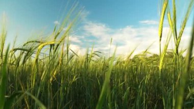 Bir tarlada ya da çayırda tahıl hasat etmek. Arpa kulaklar mavi gökyüzü ile güneşli bir günbatımına karşı rüzgarla hareket ediyor. Doğa, özgürlük, boşluk. Güneş ışınları buğday saplarının arasından parlayacak.