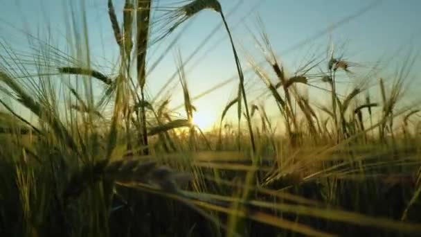 Oogst Van Graangewassen Een Veld Weide Gersteoren Bewegen Zich Door — Stockvideo