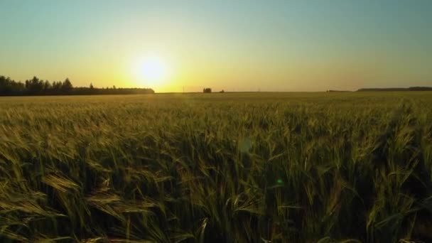 Een Wandeling Door Een Veld Weide Avondzon Bij Zonsondergang Kalmte — Stockvideo