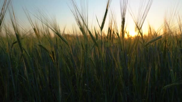 Waving Ears Grain Crops Evening Dawn Early Morning Calmness Contemplation — Stock Video