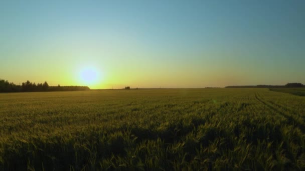 Walk Field Meadow Evening Sun Sunset Calmness Contemplation Peace Walking — Stock Video