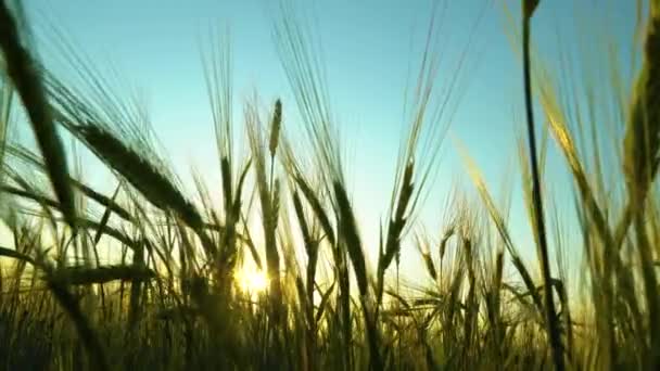 Récolte Céréales Dans Champ Une Prairie Les Épis Orge Déplacent — Video