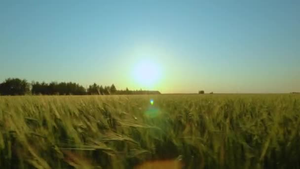 Het Zwaaien Van Oren Van Graangewassen Bij Zonsopgang Vroeg Ochtend — Stockvideo