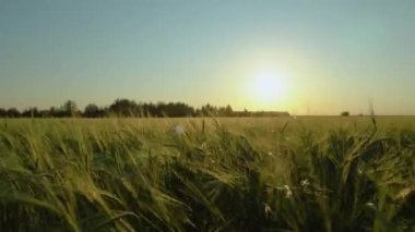 Gün batımında bir çayırda ya da akşam güneşinde çayırda yürümek. Sabahın erken saatlerinde güneşin ışınlarıyla yürürken sakinlik, düşünce ve huzur. Tahıl ekinlerinin kulakları sallanıyor.