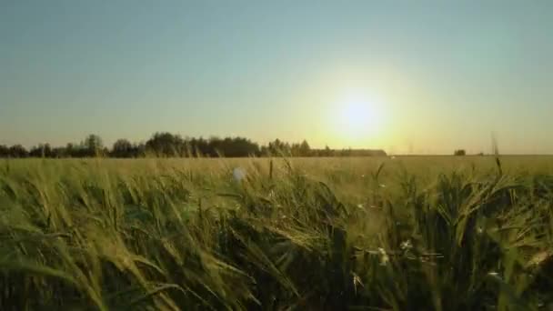 Walk Field Meadow Evening Sun Sunset Calmness Contemplation Peace Walking — Stock Video