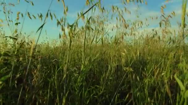 Een Wandeling Door Een Veld Weide Avondzon Bij Zonsondergang Kalmte — Stockvideo