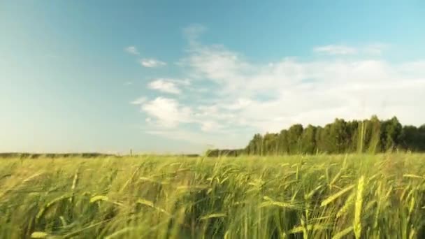 Ein Spaziergang Durch Ein Feld Oder Eine Wiese Der Abendsonne — Stockvideo