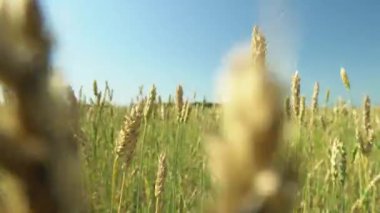 Güneşin parlak ışınları altında bir tarlada ya da çayırda yürüyün. Sakin bir günde güneşin ışınlarıyla yürürken sakinlik, düşünce ve huzur. Mavi gökyüzüne karşı tahıllı ekmek kulakları sallanıyor.