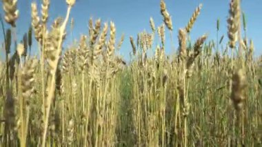 Akşam vakti ya da sabah erken saatlerde, tahıl ekinlerinin kulaklarını sallama sesi. Sakin, düşünceli ve huzur dolu sabahın erken saatlerinde güneşin ışınları altında yürürken.. 