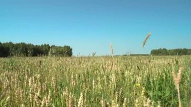 Gün batımında bir çayırda ya da akşam güneşinde çayırda yürümek. Sabahın erken saatlerinde güneşin ışınlarıyla yürürken sakinlik, düşünce ve huzur. Tahıl ekinlerinin kulakları sallanıyor.