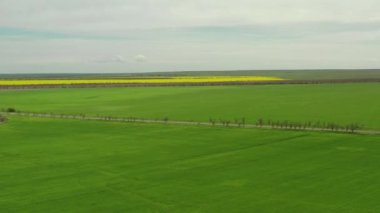 İnsansız hava aracının hava incelemesi. Bir çiçek tarlasının üzerinde uçarken
