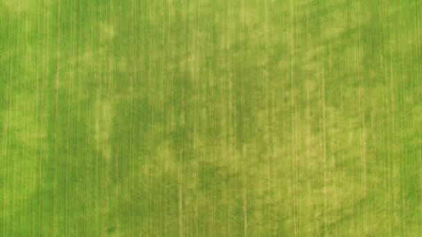 Légi felderítés a drónról. repül át egy virágzó mező — Stock videók