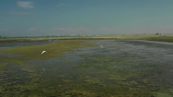 Vista aérea em 4K. Voar sobre a água e pássaros brancos — Vídeo de Stock