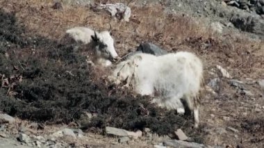 Nepal 'de yük taşıyan dağ hayvanları vuruldu.