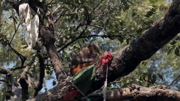 Rouleaux B de Singe dans le Temple Pashupatinath du Népal — Video