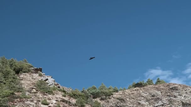 Águia voando. Águia voa acima das montanhas — Vídeo de Stock