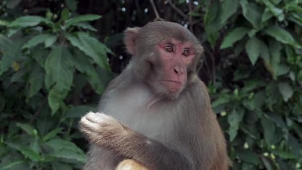 Rouleaux B de Singe dans le Temple Pashupatinath du Népal — Video