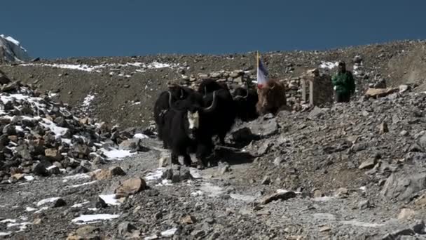 Disparo de animales de montaña que transportan cargas en un sendero en Nepal — Vídeo de stock