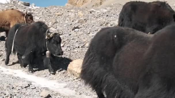 Skutt av fjelldyr som bærer last på en vei i Nepal – stockvideo