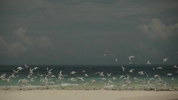 Una bandada de gaviotas marinas en la playa — Vídeo de stock