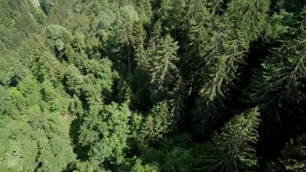 Volare sopra i boschi alpini - Volo aereo — Video Stock